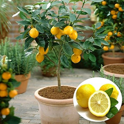 semi albero di limone