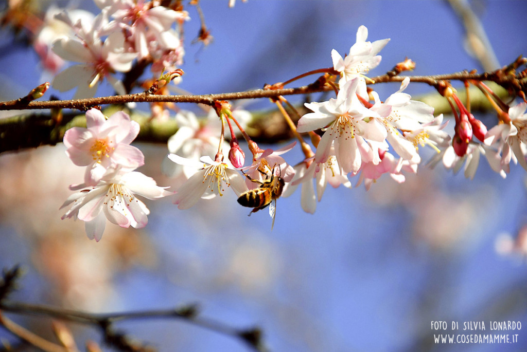 Fiori per la Festa della mamma: come scegliere quelli giusti
