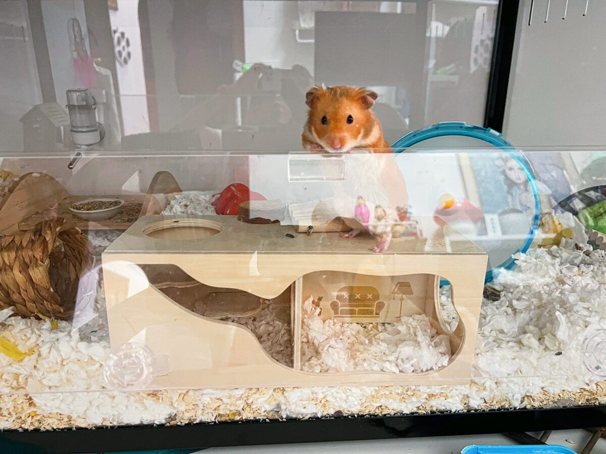 Come addomesticare un criceto: guida pratica per mamme (e bambini curiosi)