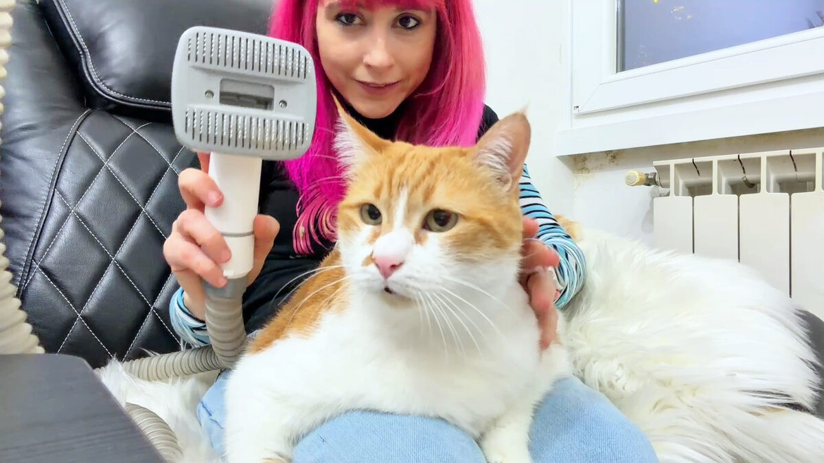 Pet Grooming Kit Neakasa P0: salone di bellezza per cani e gatti che aspira il pelo mentre lo togli🐱