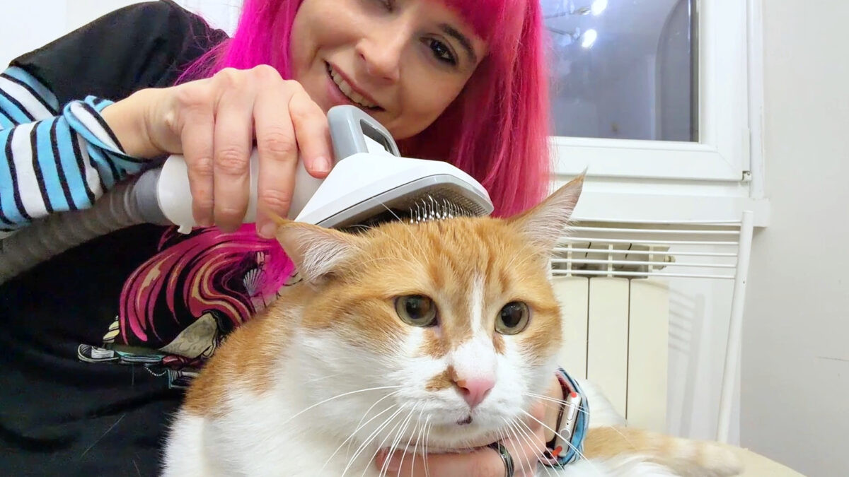 Pet Grooming Kit Neakasa P0: salone di bellezza per cani e gatti che aspira il pelo mentre lo togli🐱