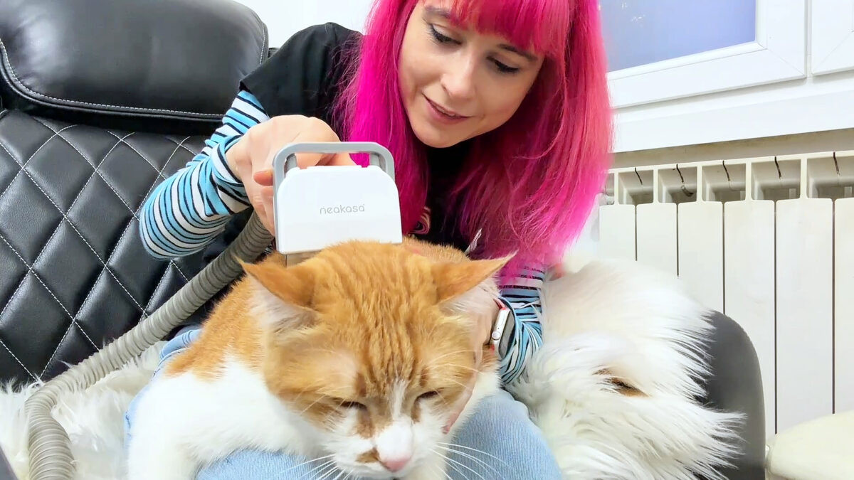 Pet Grooming Kit Neakasa P0: salone di bellezza per cani e gatti che aspira il pelo mentre lo togli🐱